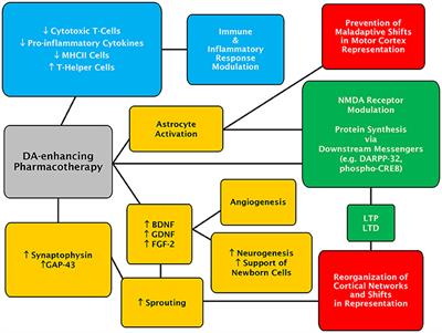 The Intersection of Central Dopamine System and Stroke: Potential Avenues Aiming at Enhancement of Motor Recovery